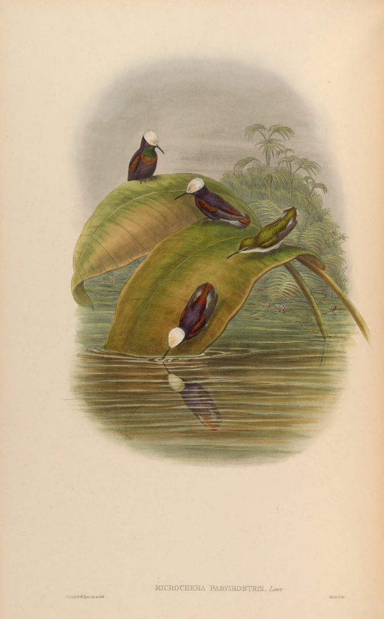 Microchera parvirostris = Microchera albocoronata parvirostris von John Gould