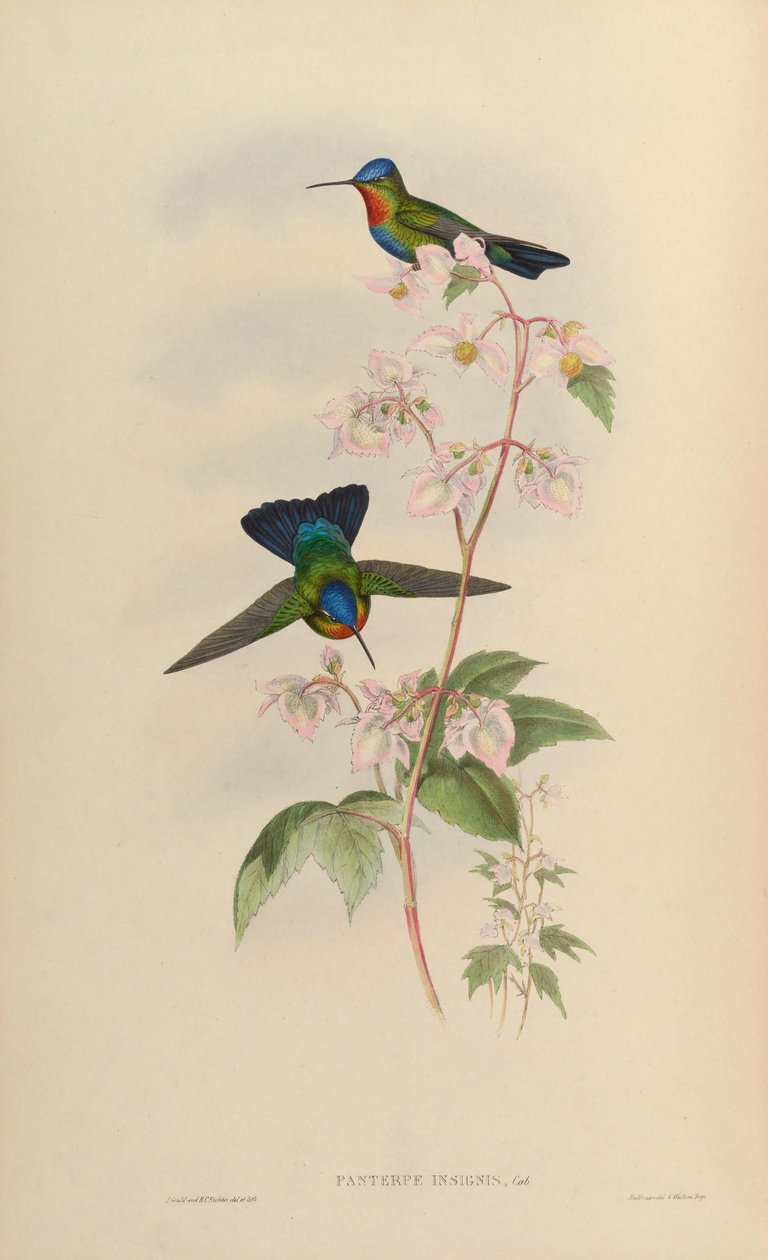 Panterpes insignis von John Gould