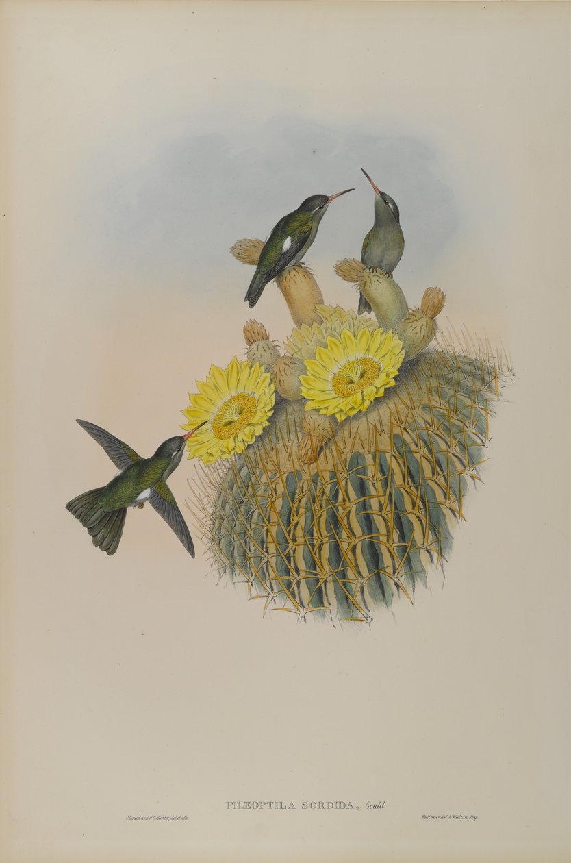 Phaeoptila Sordida: Düster von John Gould
