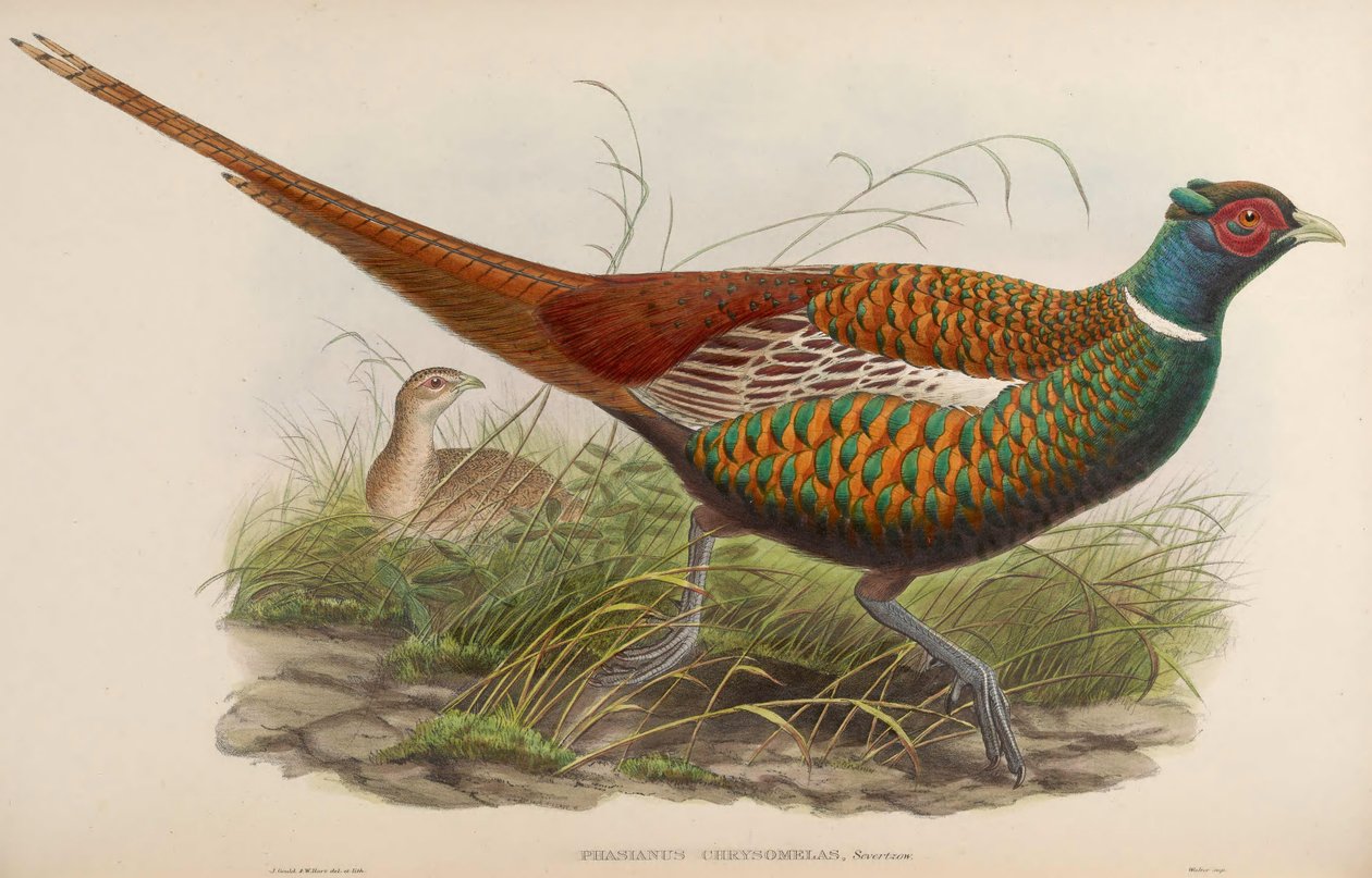 Phasianus chrysomelas = Phasianus colchicus chrysomelas von John Gould