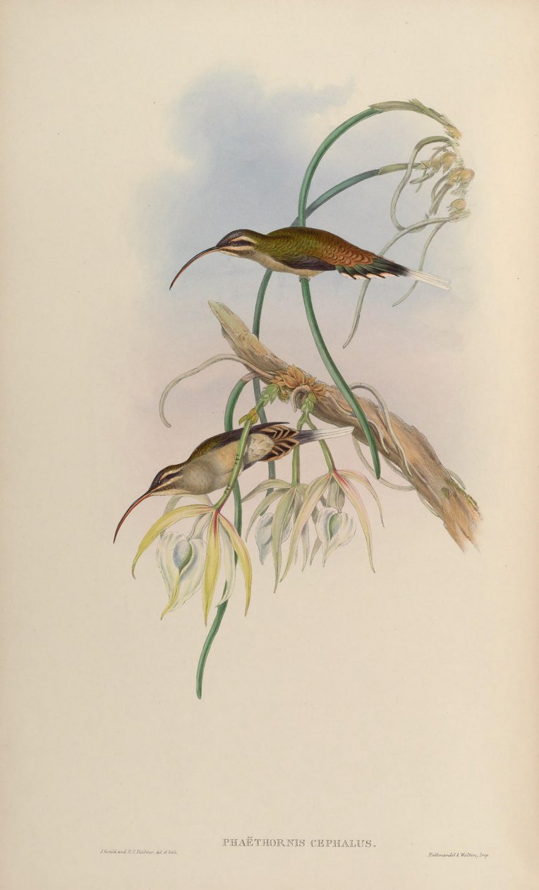 Phaëthornis cephalus = Phaethornis longirostris longirostris von John Gould
