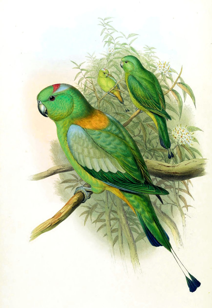 Prioniturus setarius = Prioniturus platurus von John Gould