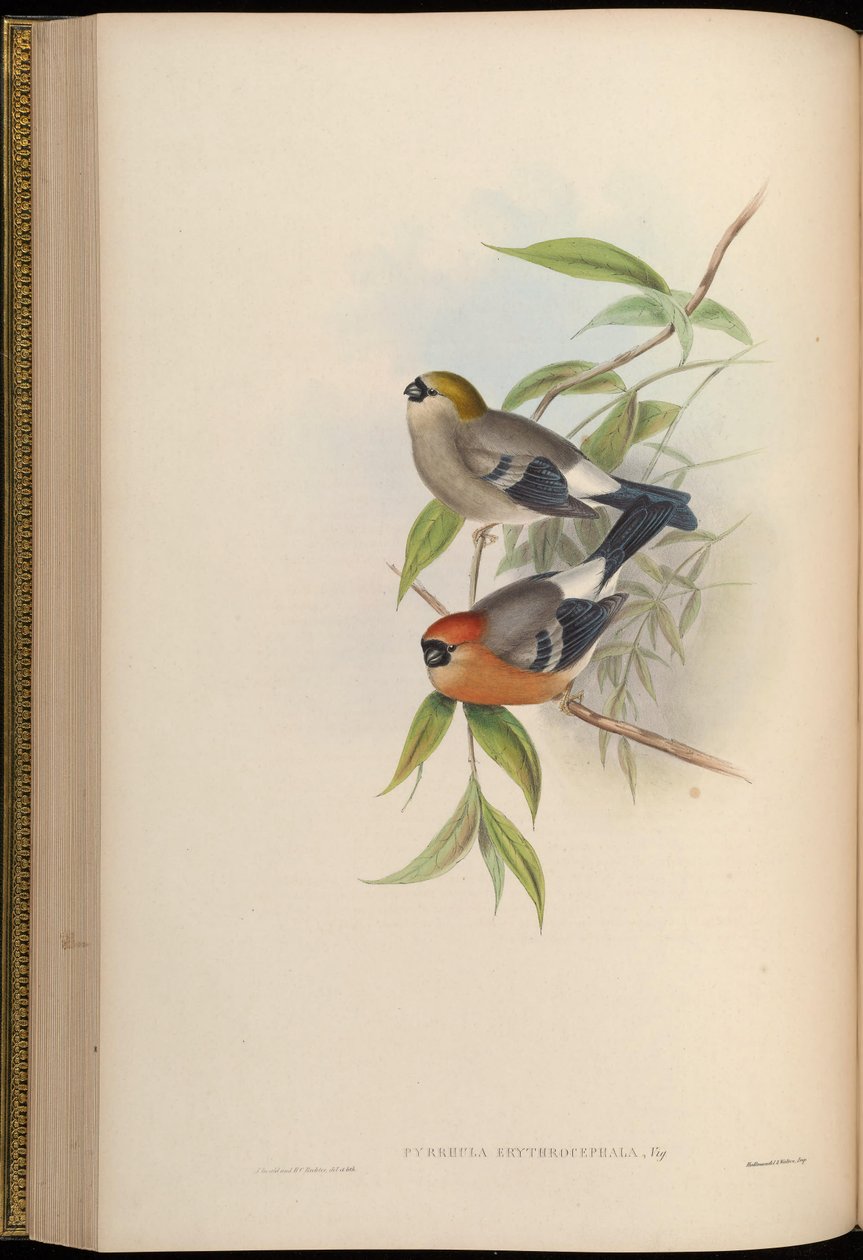 Pyrrhula erythrocephala von John Gould