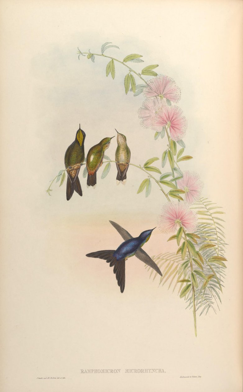 Ramphomicron microrhynchum von John Gould