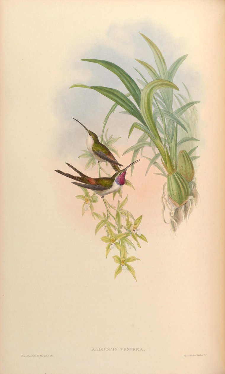 Rhodopis vesper von John Gould
