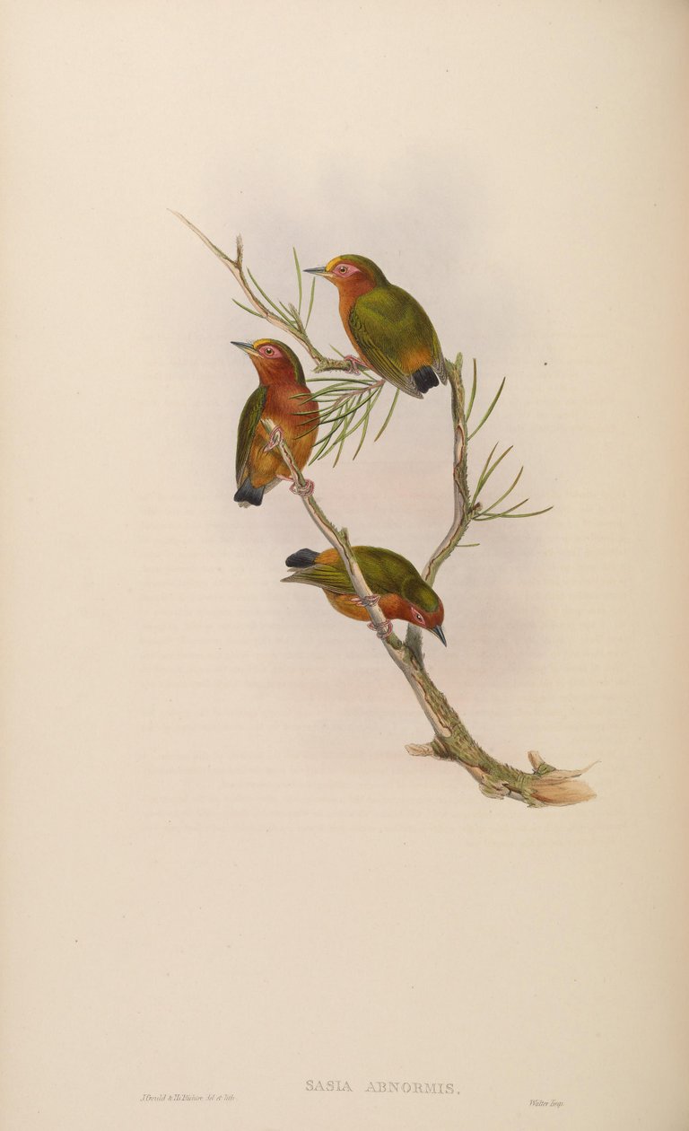 Sasia abnormis von John Gould