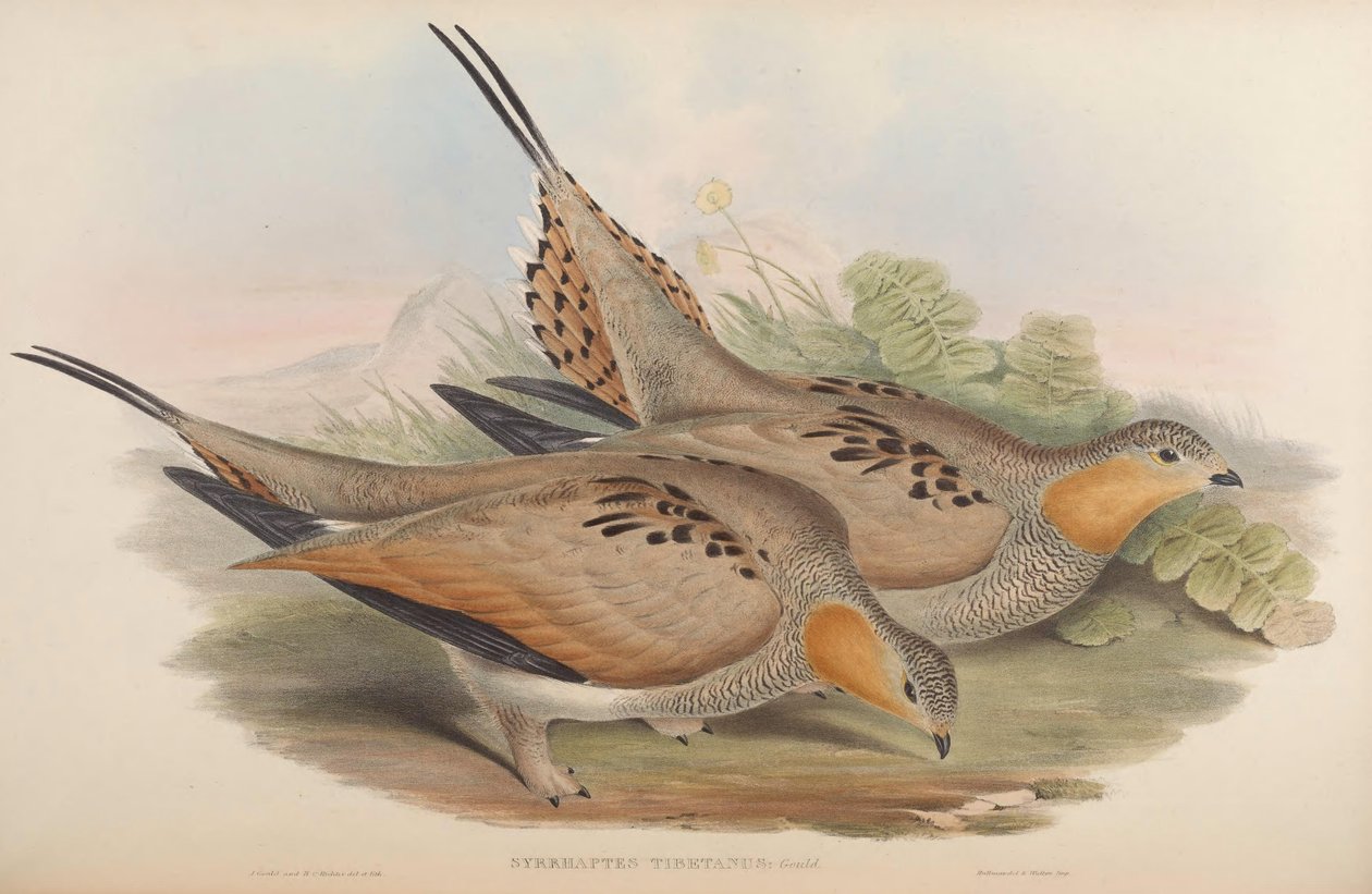 Syrrhaptes tibetanus von John Gould