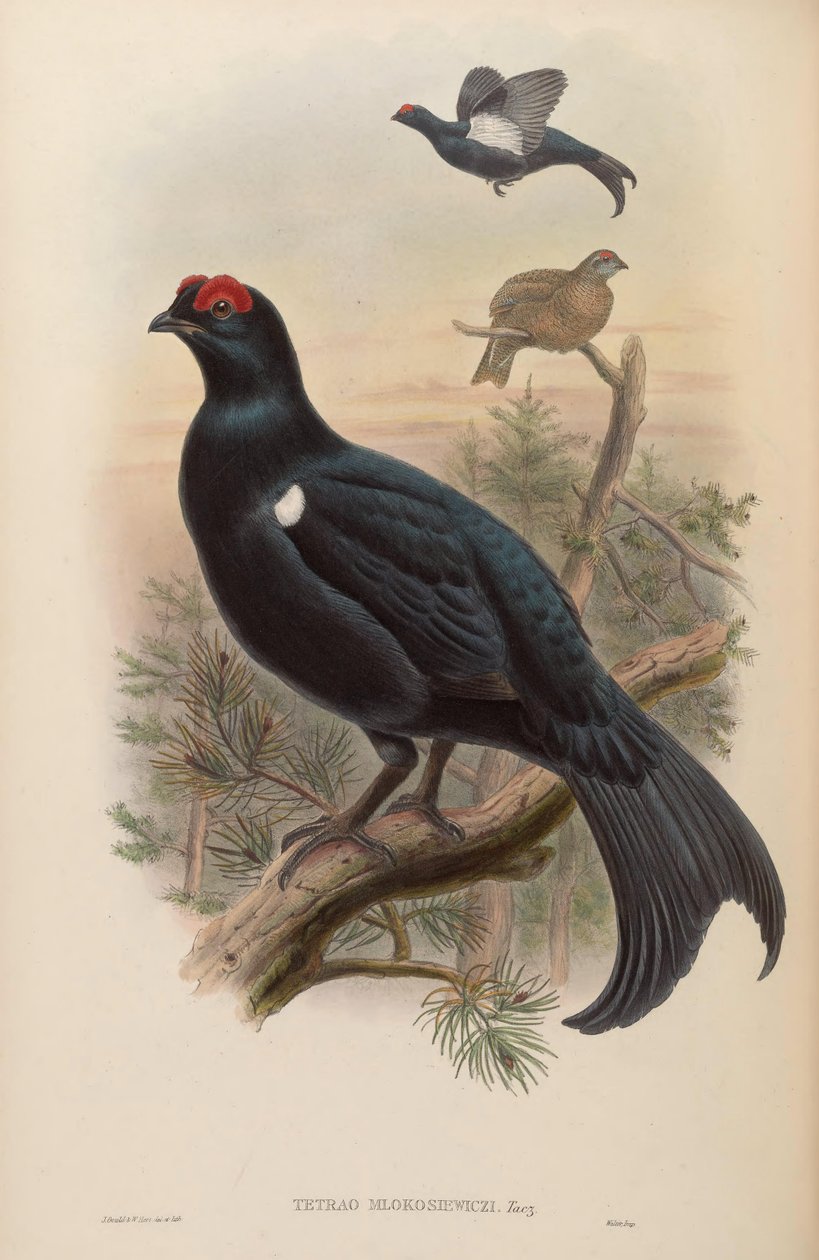 Tetrao mlokosiewiczi von John Gould