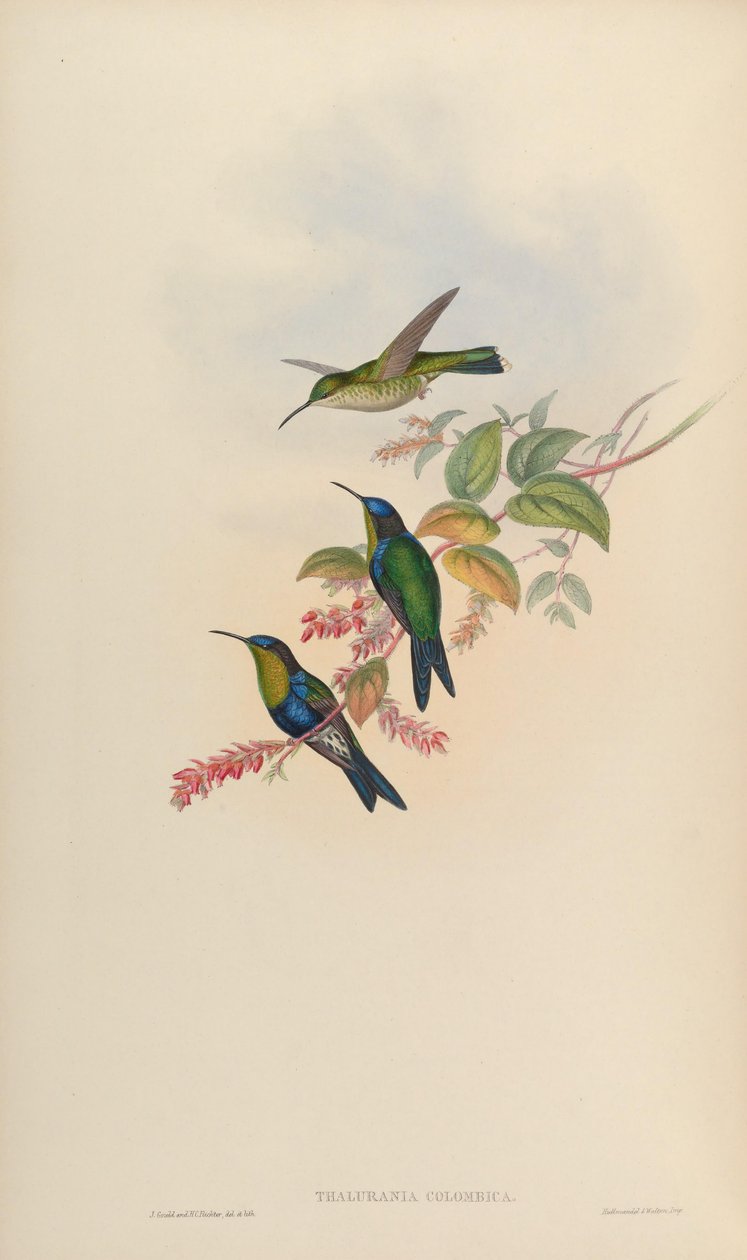 Thalurania colombica von John Gould