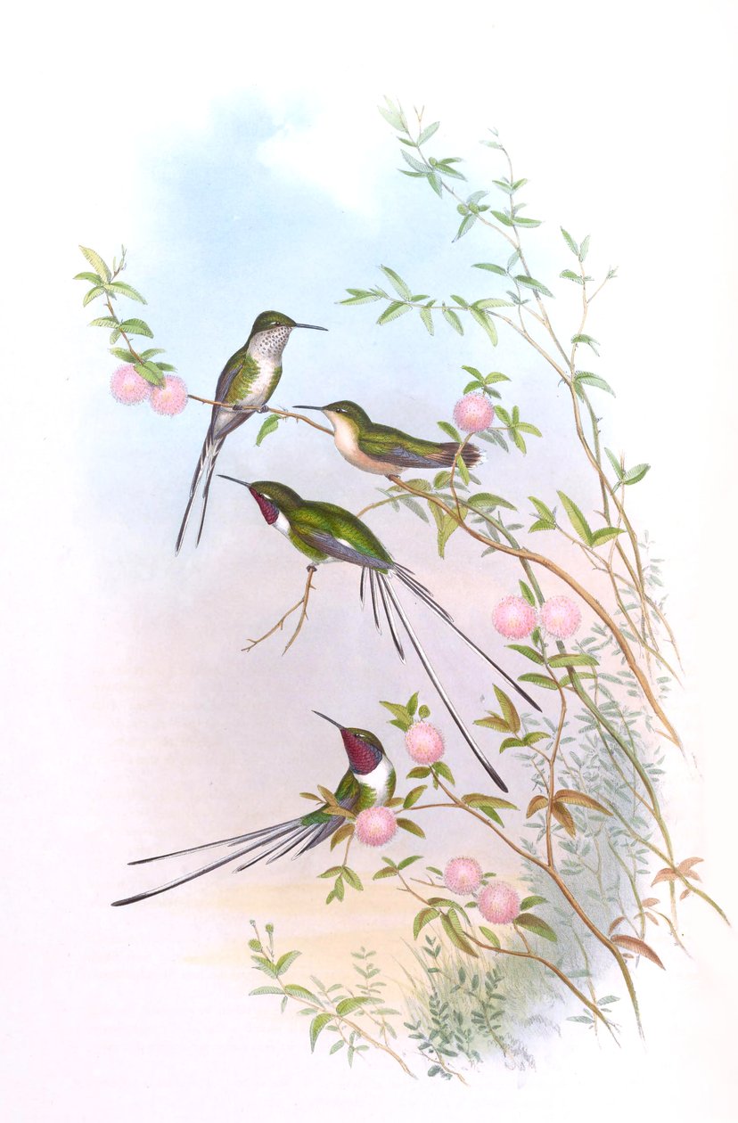 Thaumastura cora in John Goulds Kolibris von John Gould