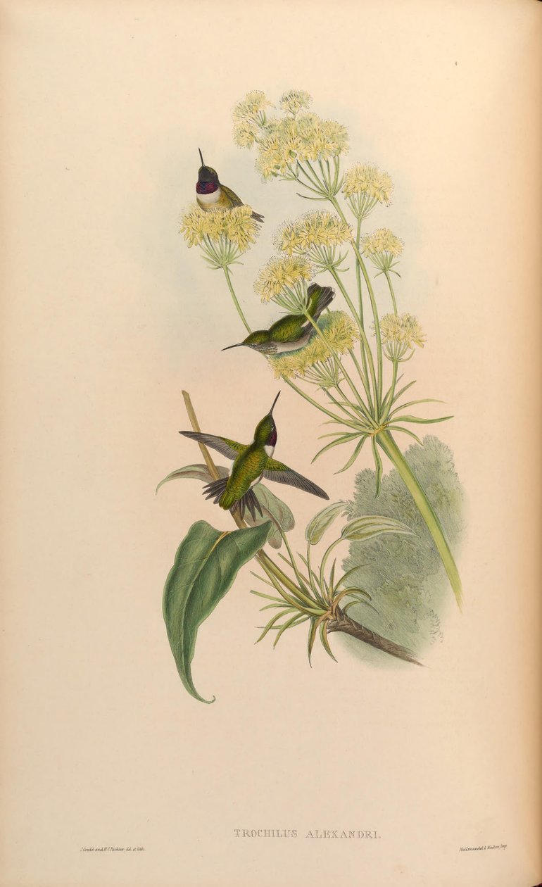 Trochilus alexandri = Archilochus alexandri von John Gould
