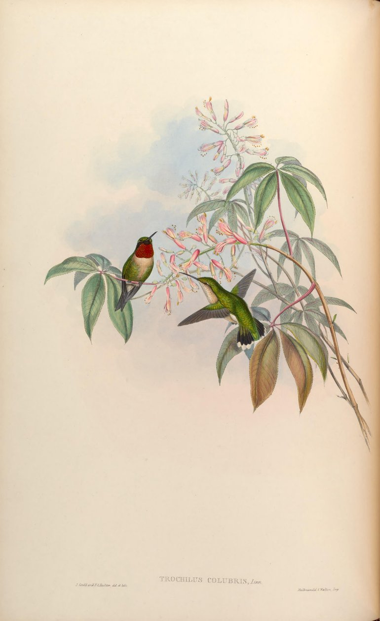 Trochilus colubris = Archilochus colubris von John Gould