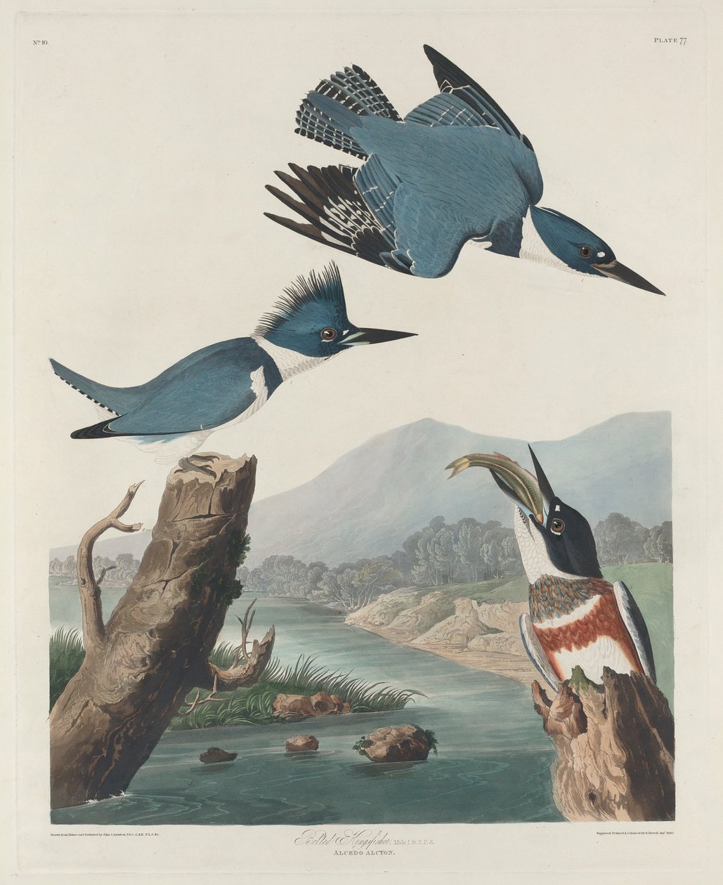 Gürtelkönigfischer, 1830 von John James Audubon