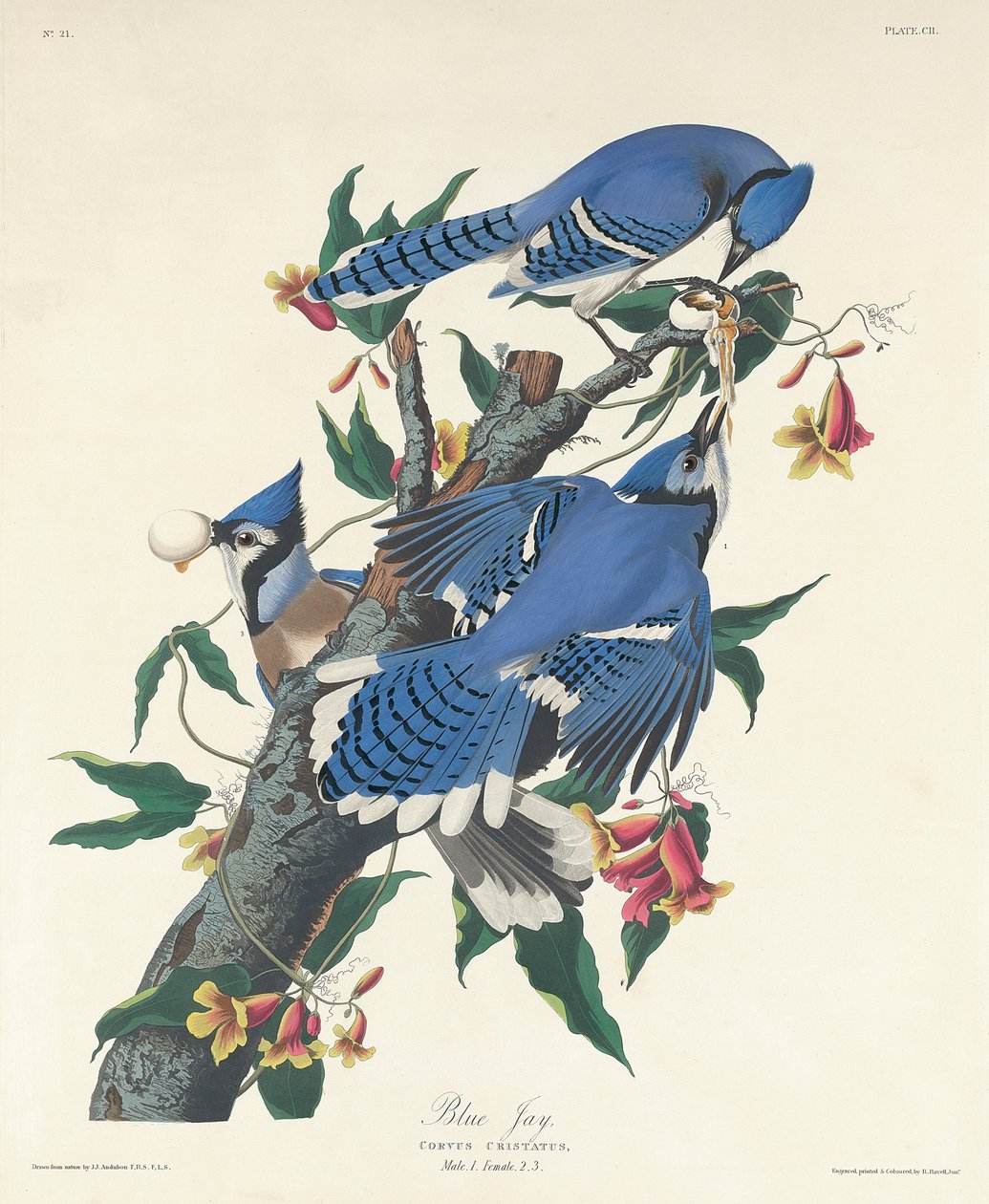 Blauhäher, 1831 von John James Audubon