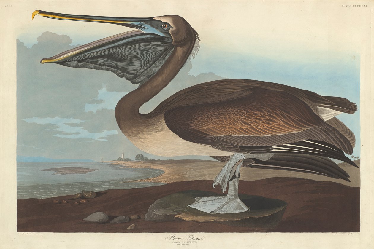 Brauner Pelikan, 1838 von John James Audubon