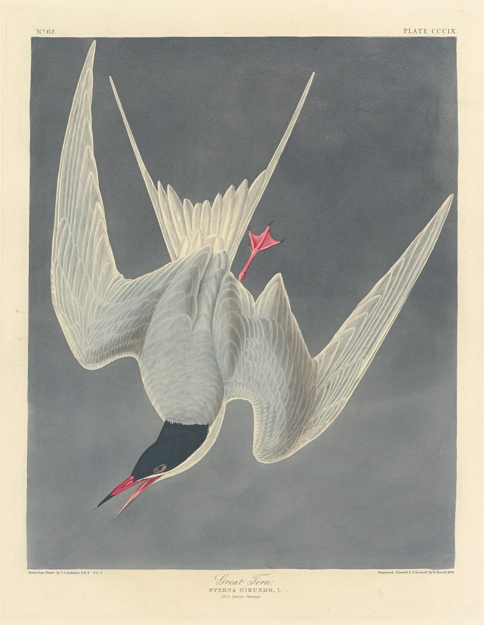 Große Seeschwalbe, 1836 von John James Audubon