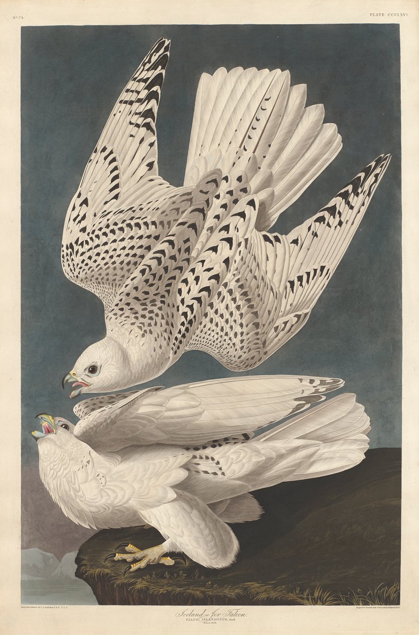 Isländischer oder Jer-Falke, 1837 von John James Audubon