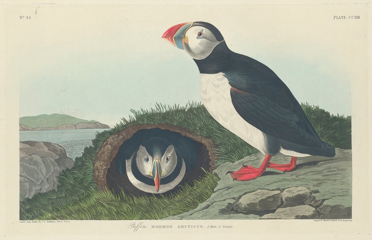 Papageitaucher, 1834 von John James Audubon