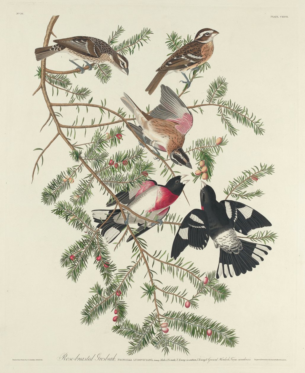 Rosenbrust-Kernknacker, 1832 von John James Audubon