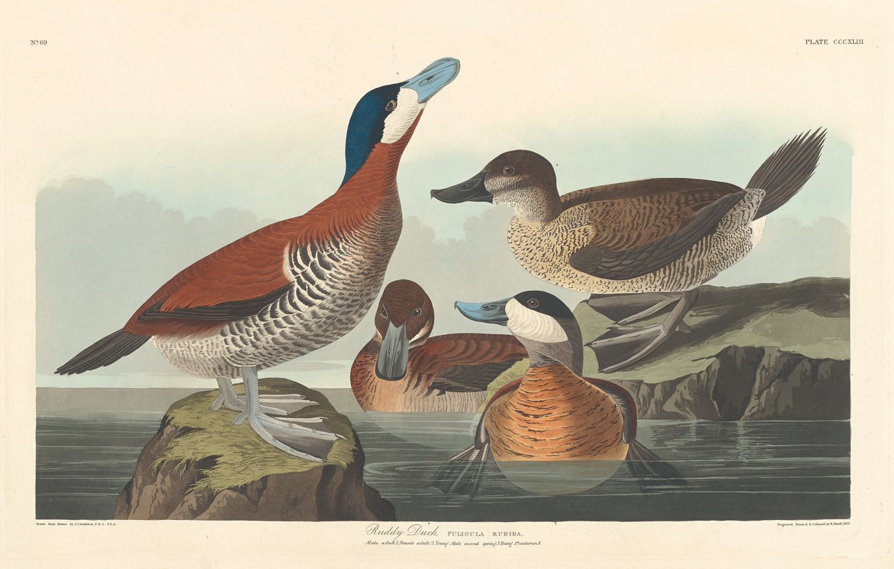 Ruderente, 1836 von John James Audubon