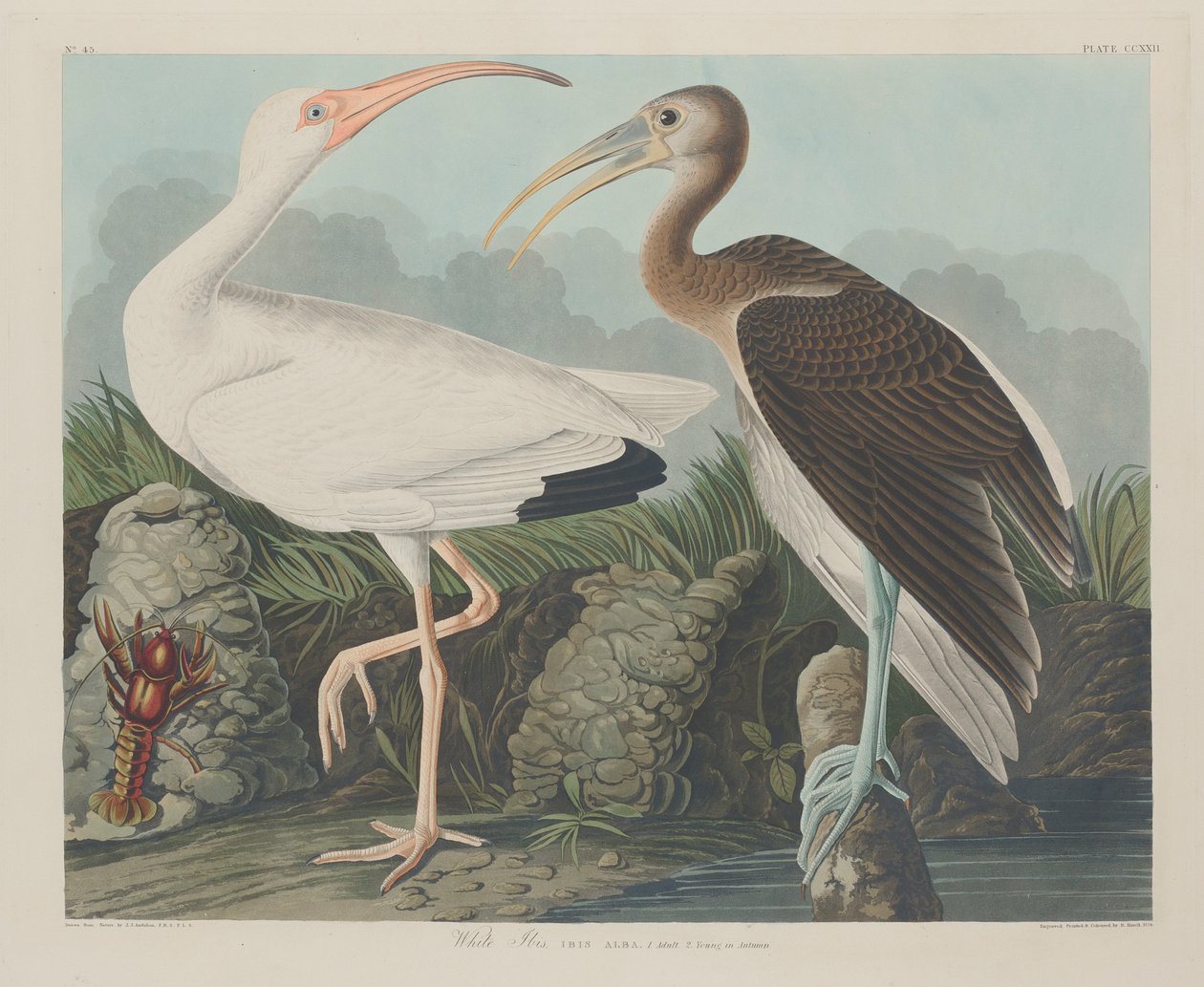 Weißer Ibis, 1834 von John James Audubon