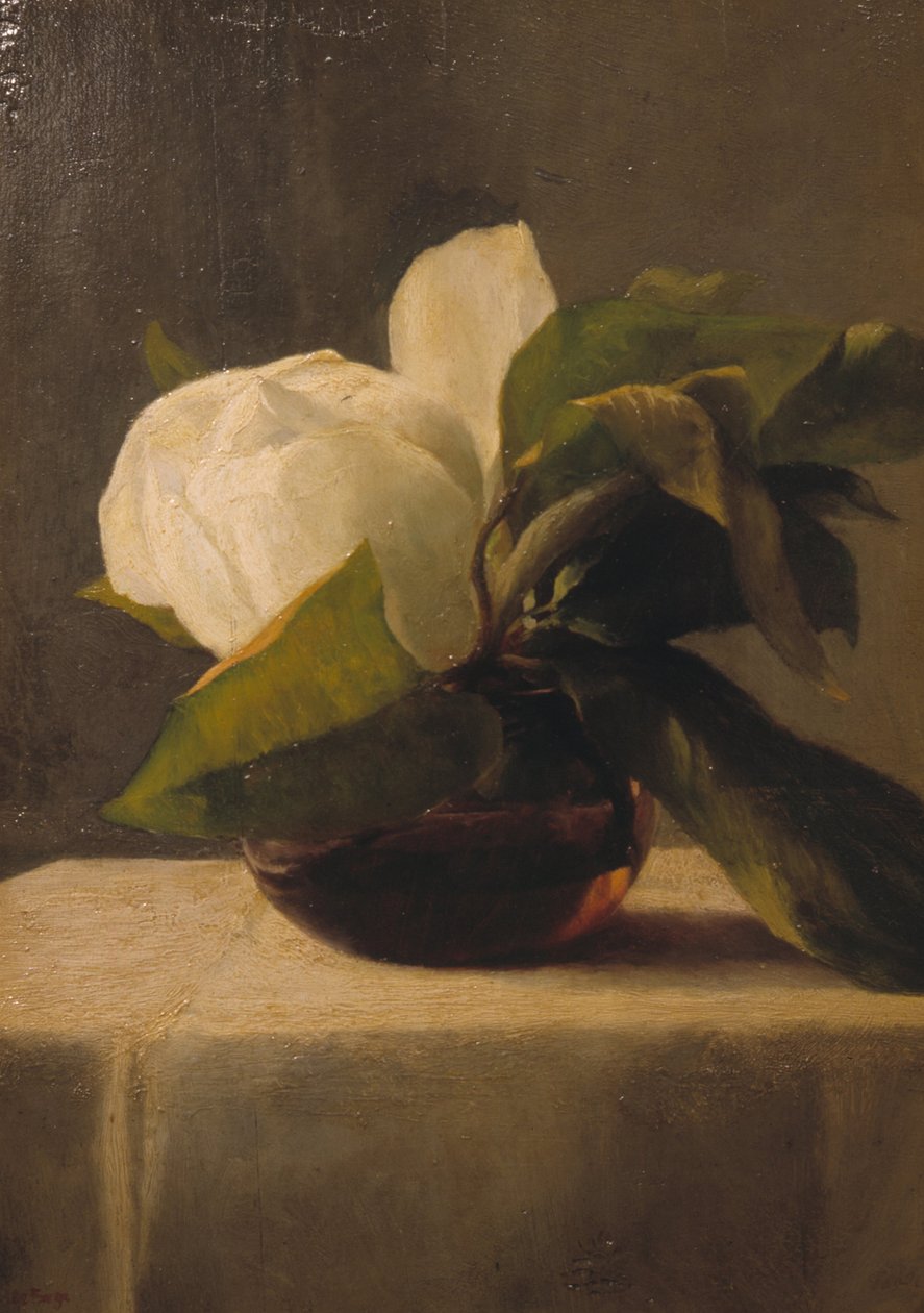 Magnolie von John La Farge or Lafarge