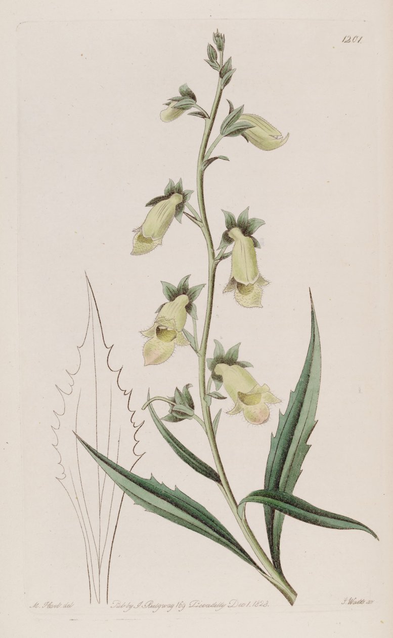 Digitalis obscura subsp. laciniata von John Lindley