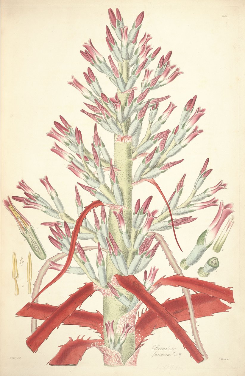 Illustration von Bromelia pinguin (als syn. Bromelia fastuosa) von John Lindley