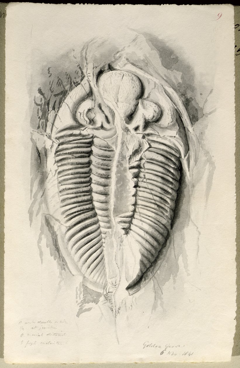 Trilobit aus Golden Grove, 6. November 1841 von John Phillips