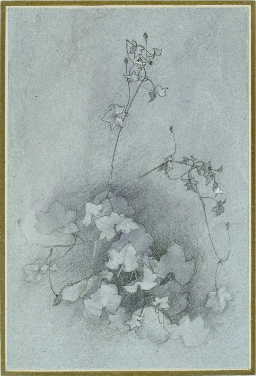 Efeublättriger Mauerblümchen (