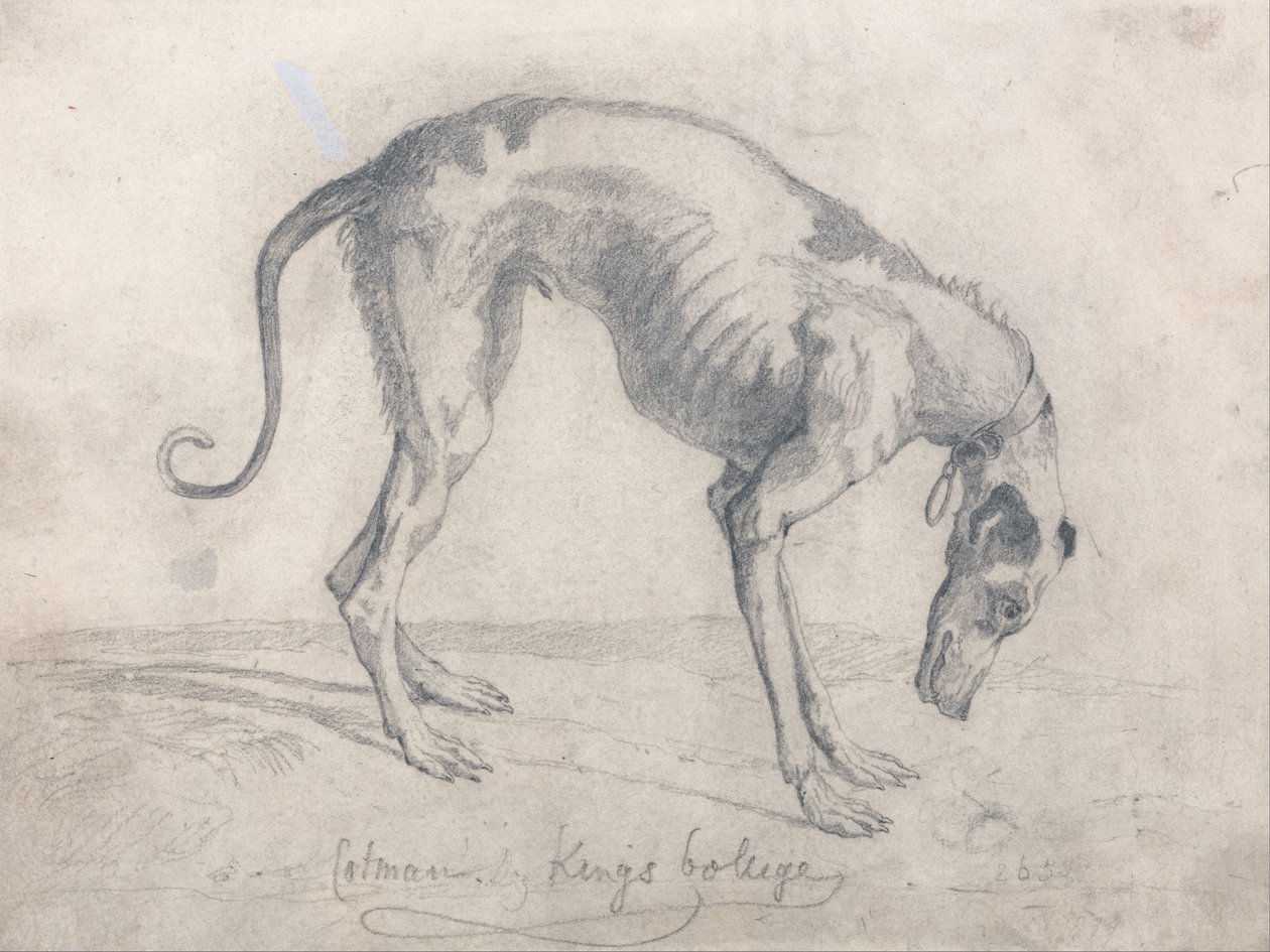 Ein ausgehungerter Windhund von John Sell Cotman