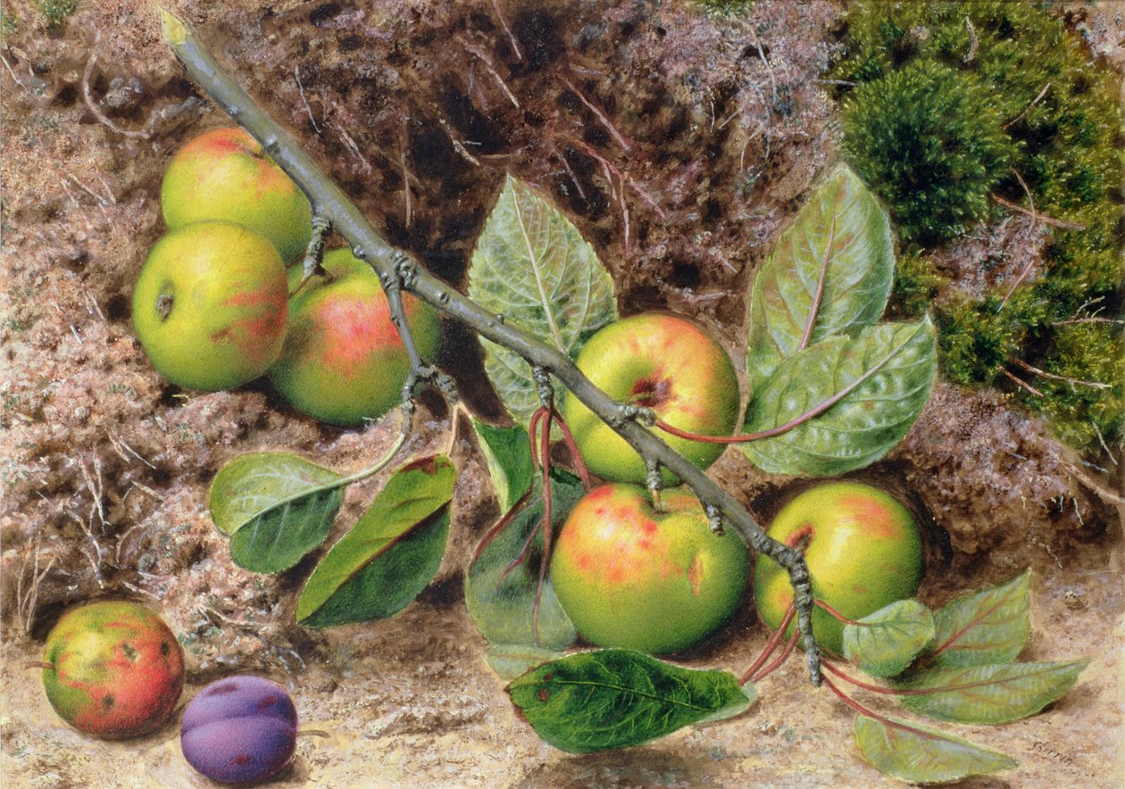 Äpfel auf einem Ast von John Sherrin