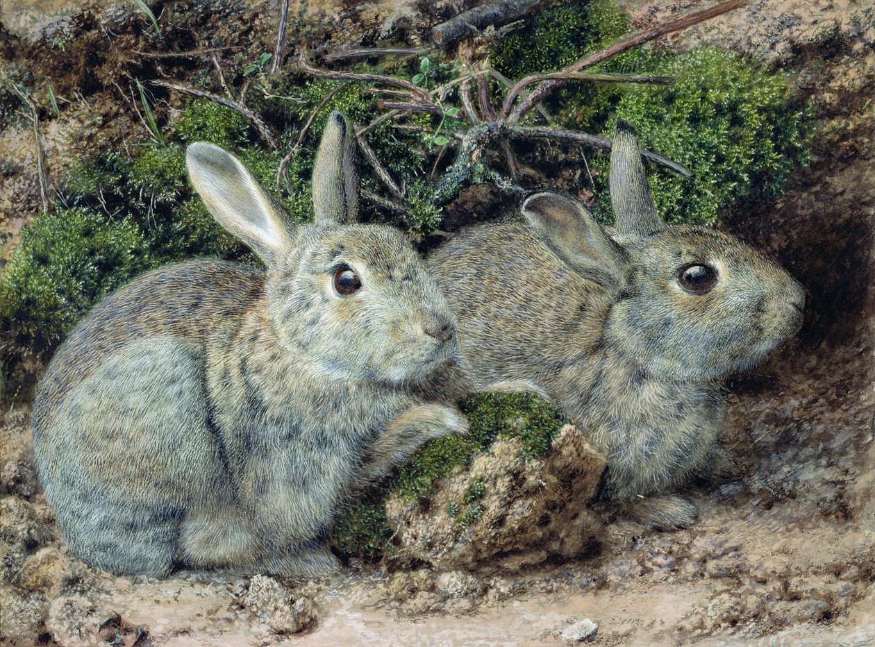 Kaninchen von John Sherrin