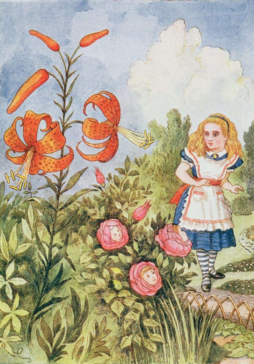 Tigerlilie, aus 