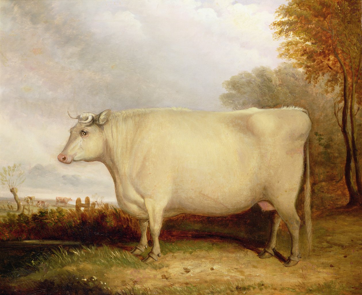 Weiße, kurzgehörnte Kuh in einer Landschaft von John Vine