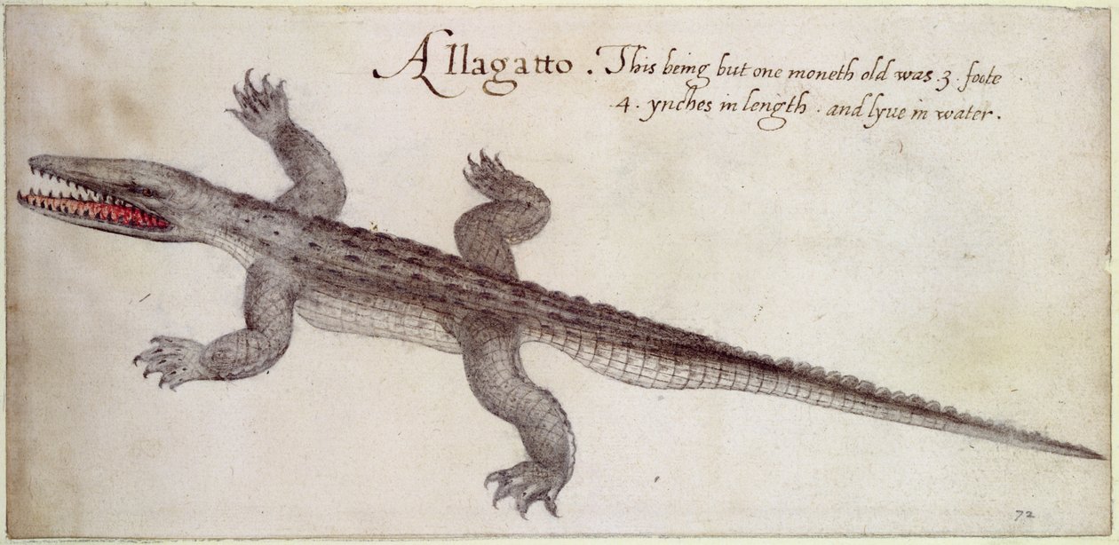 Alligator von John White
