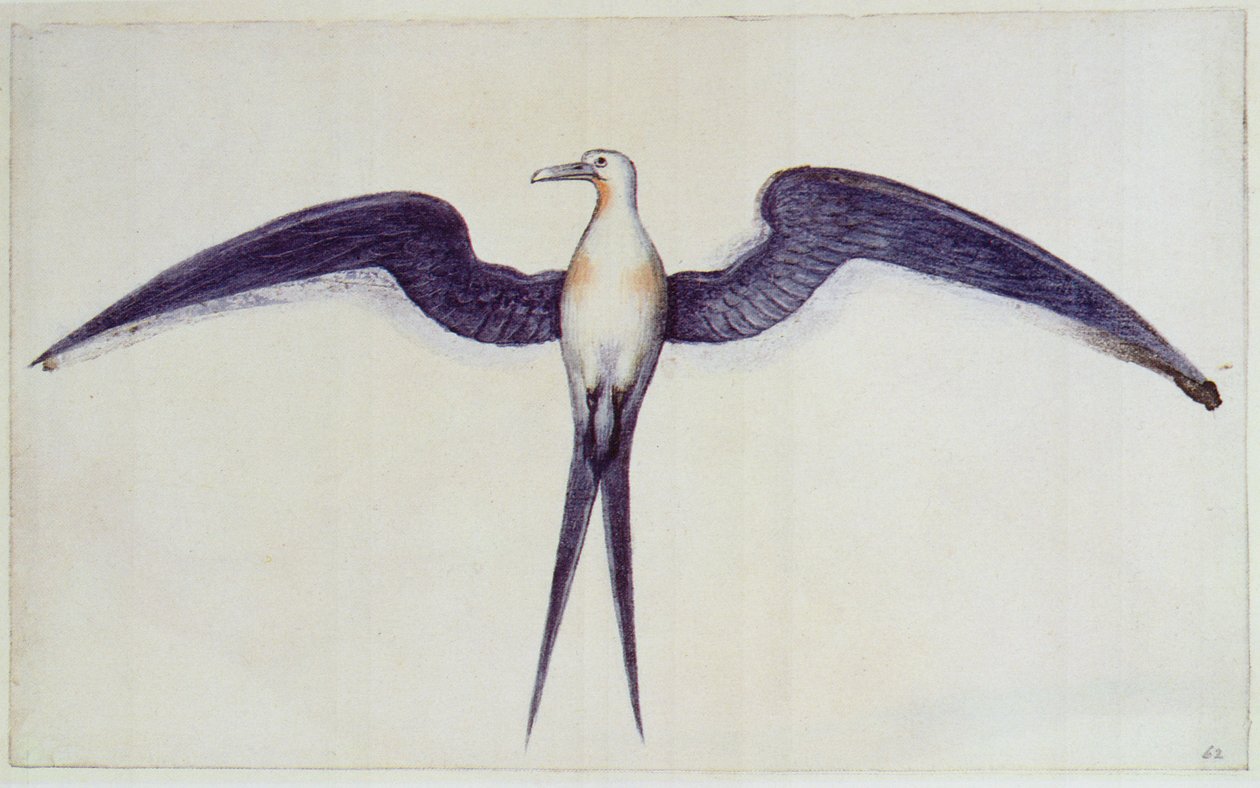 Fregattvogel von John White