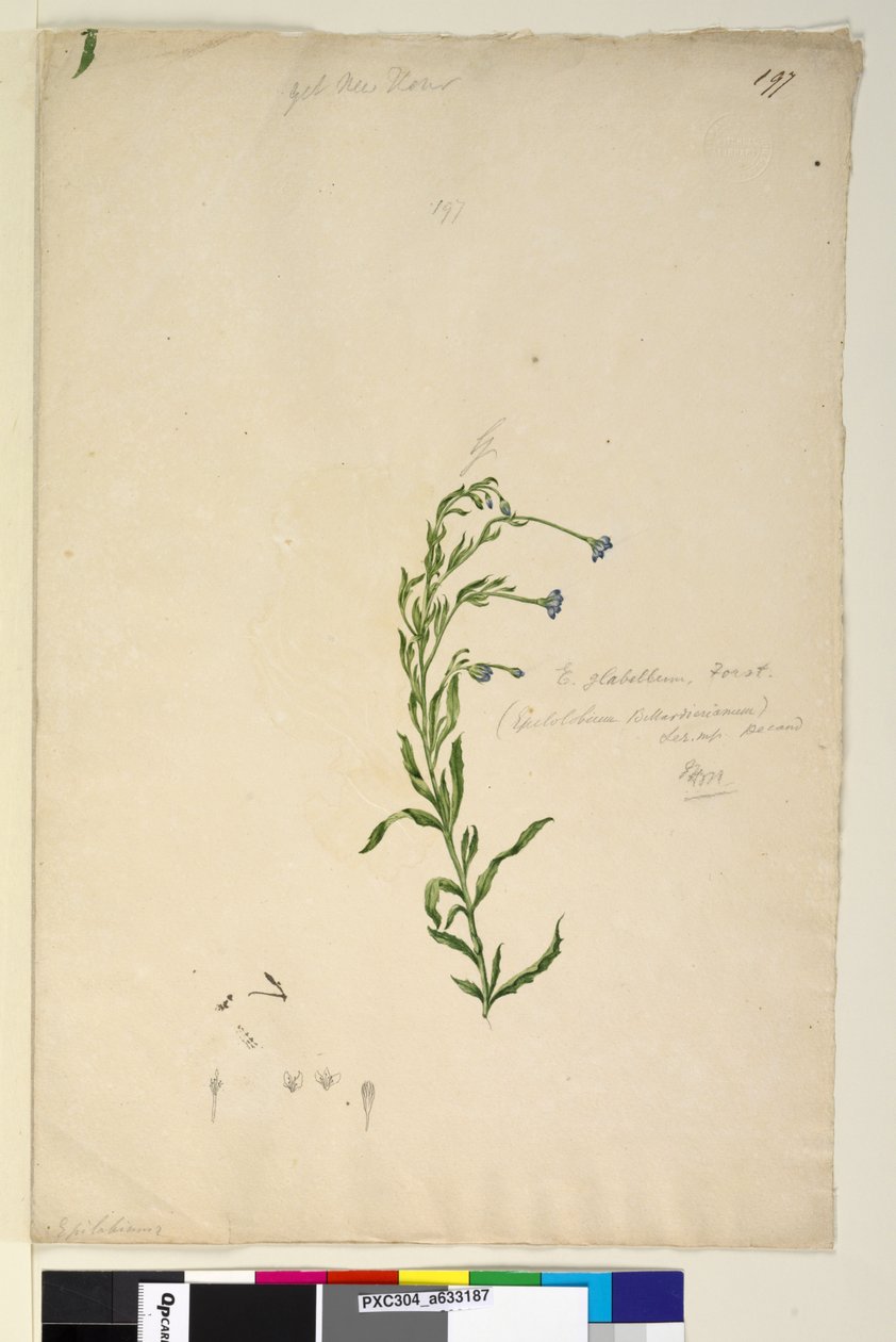 Seite 197. Epilobium glabellum von John William Lewin