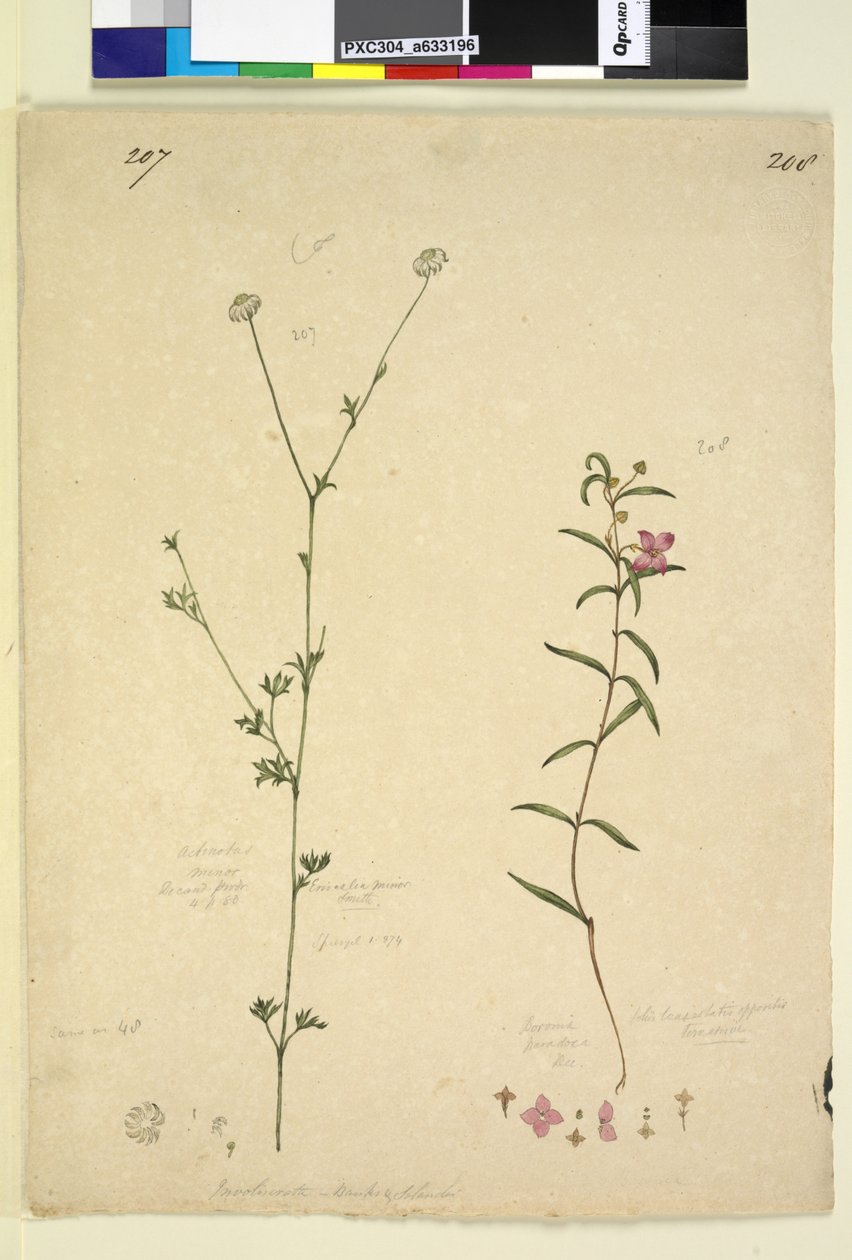 Seite 207. Actinotus minor; 208. Boronia paradoxa von John William Lewin