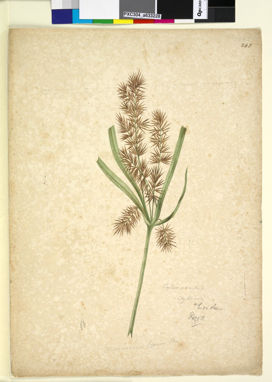 Seite 243. Mariscus von John William Lewin