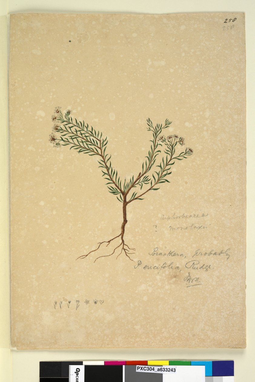 Seite 258. Poranthera ericifolia von John William Lewin