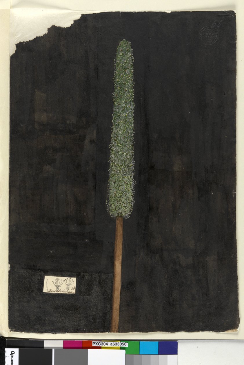 Seite 56. Xanthorrhoea von John William Lewin