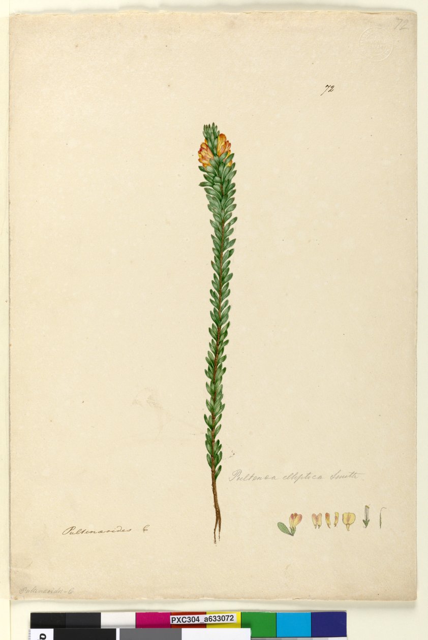 Seite 72. Pultenaea elliptica von John William Lewin