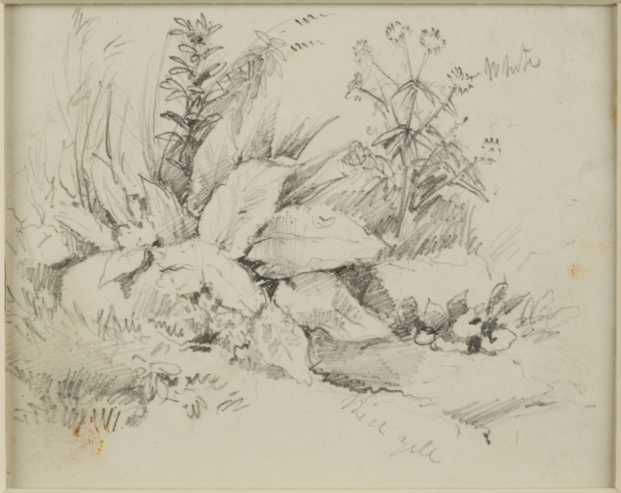 Naturstudie von John Wilson Carmichael