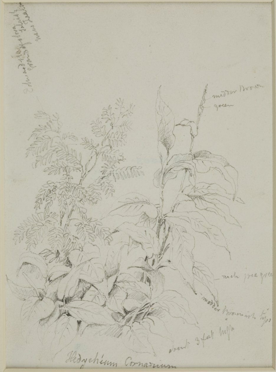 Naturstudie von John Wilson Carmichael