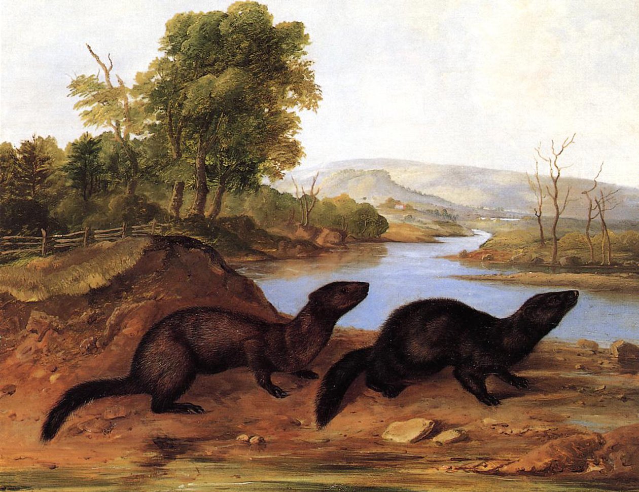 Minks, ca. 1848 von John Woodhouse Audubon