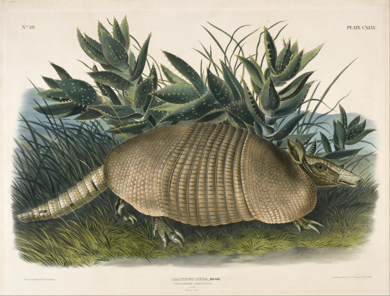 Neunbinden-Gürteltier (Dasypus Peba) von John Woodhouse Audubon
