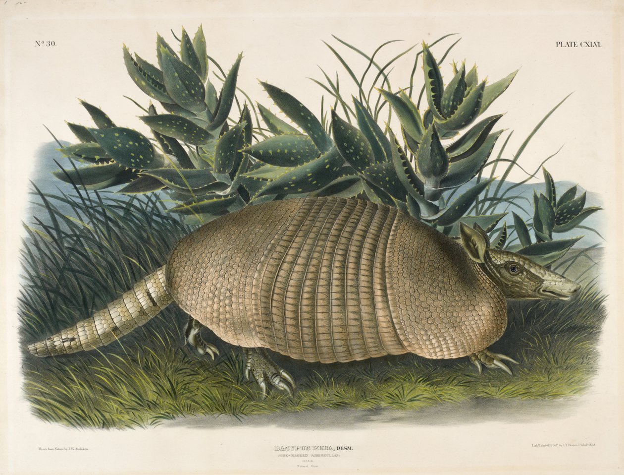 Neunbinden-Gürteltier (Dasypus Peba), 1848 von John Woodhouse after Audubon