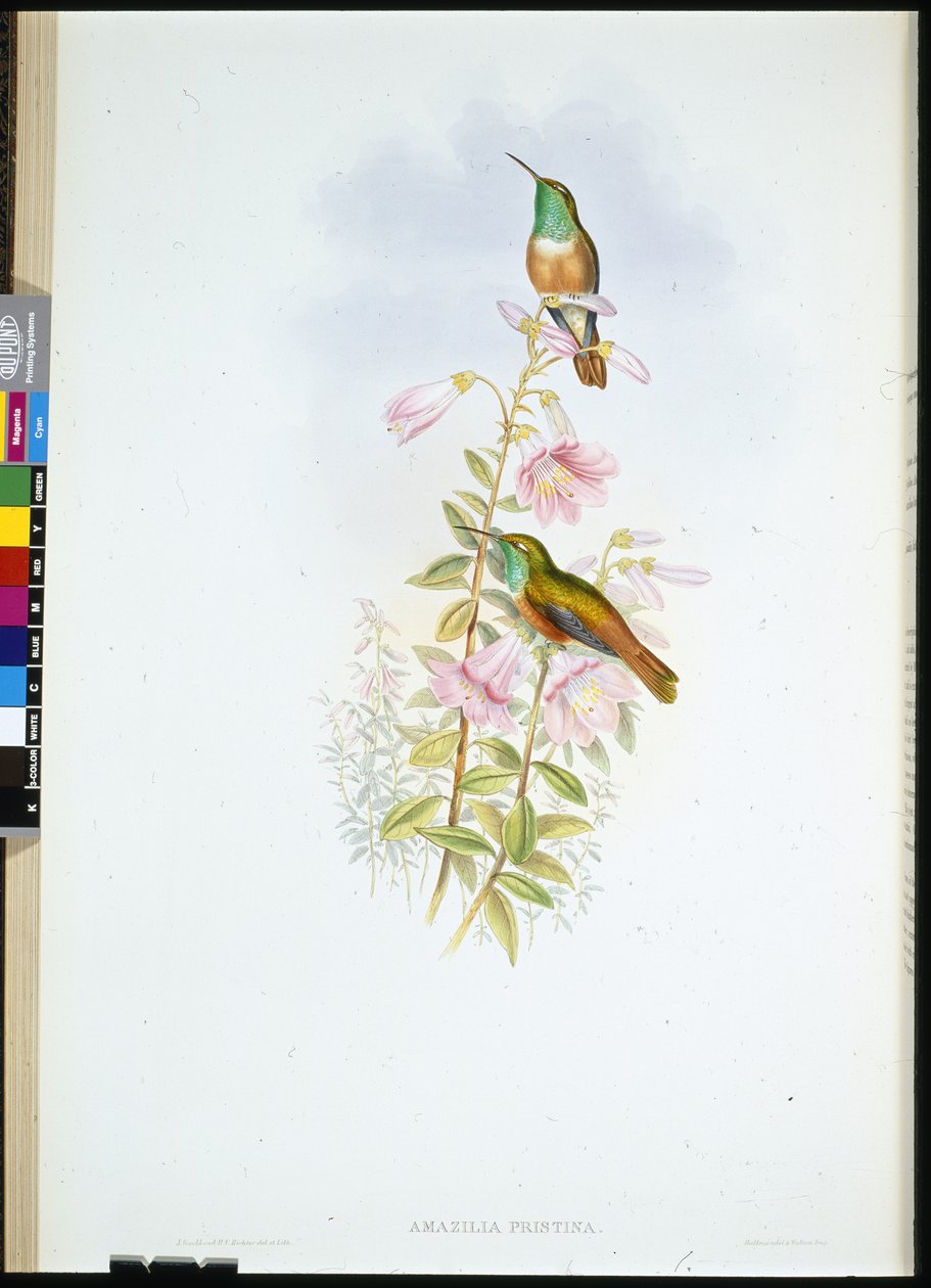 Amazilie (Amazilia Pristina) von John (after) Gould