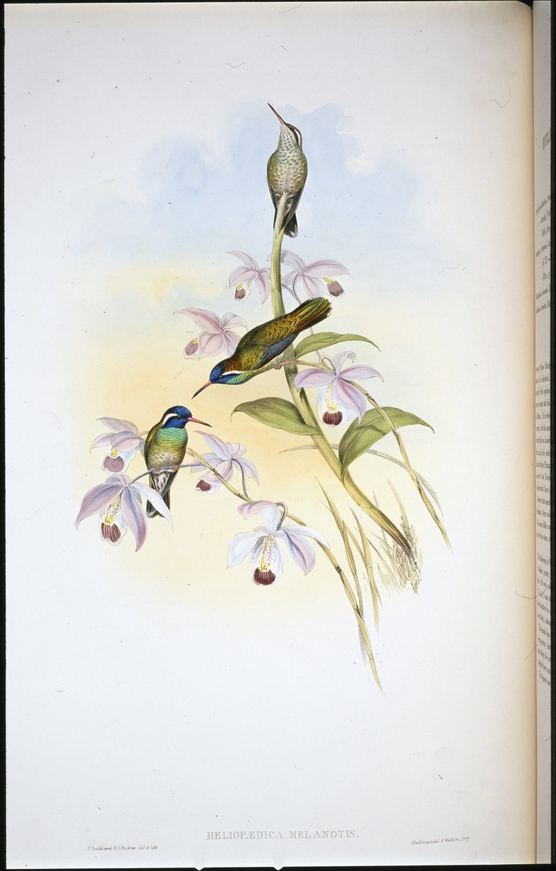 Schwarzohrenkolibri von John (after) Gould